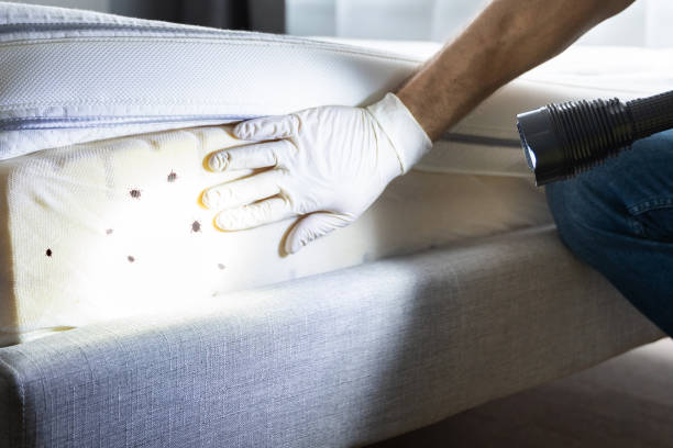 Best Rat Extermination Near Me  in Oxnard, CA