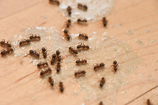 Best Flea Control Services  in Oxnard, CA